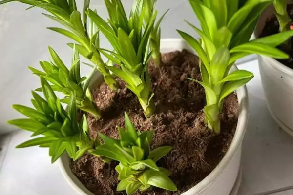 怎么养殖盆栽百合花，每隔3-5天给植株浇水一次