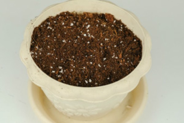 怎么养殖盆栽百合花，每隔3-5天给植株浇水一次