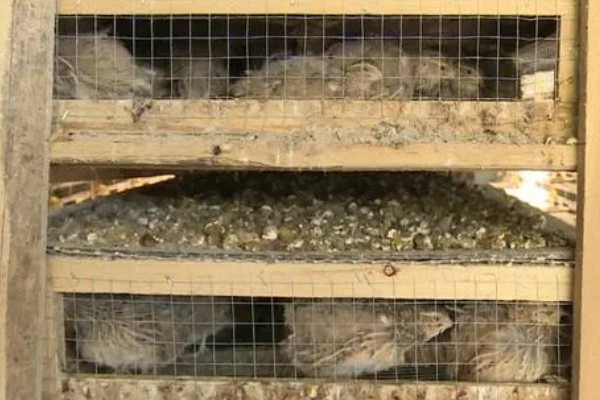 大棚鹌鹑怎么养殖,对仔鹌鹑投喂粗料