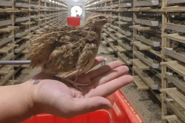 大棚鹌鹑怎么养殖,对仔鹌鹑投喂粗料