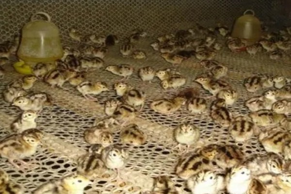 大棚鹌鹑怎么养殖,对仔鹌鹑投喂粗料