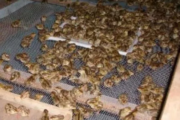 大棚鹌鹑怎么养殖,对仔鹌鹑投喂粗料