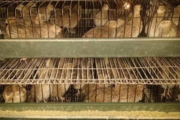 大棚鹌鹑怎么养殖,对仔鹌鹑投喂粗料