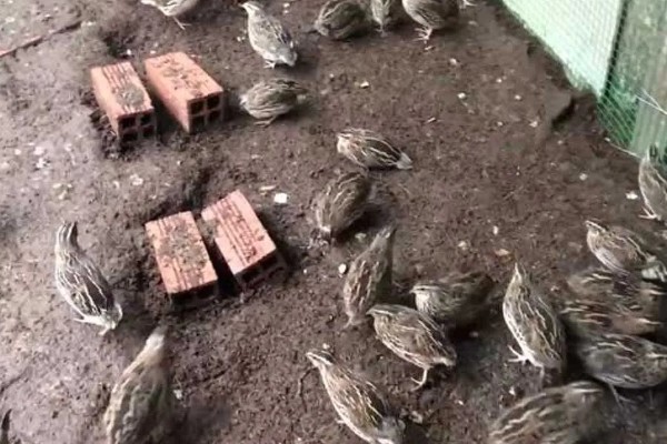 大棚鹌鹑怎么养殖,对仔鹌鹑投喂粗料