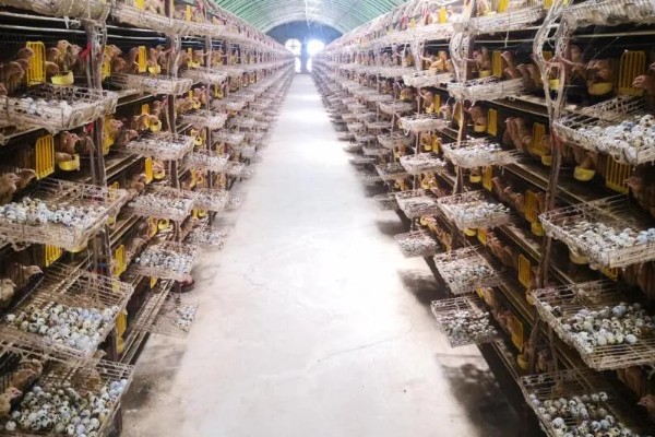 大棚鹌鹑怎么养殖,对仔鹌鹑投喂粗料