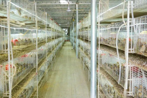 大棚鹌鹑怎么养殖,对仔鹌鹑投喂粗料