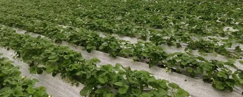 春季怎么管理草莓，气温达到10℃以上可将覆盖物撤除