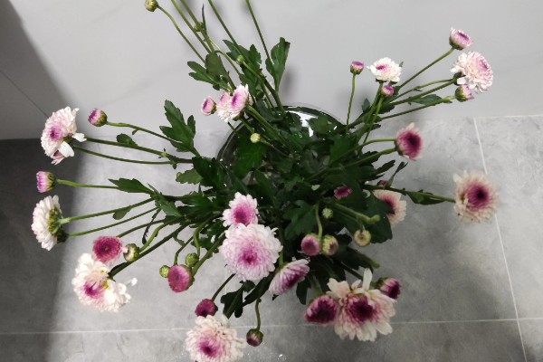 小雏菊怎样插在花瓶，使用透明的玻璃瓶养为佳