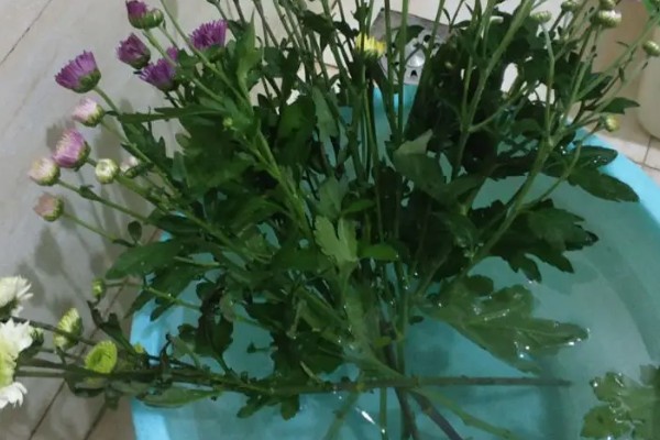 小雏菊怎样插在花瓶，使用透明的玻璃瓶养为佳