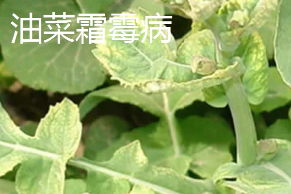 氨氯二氯吡除草剂会危害油菜吗，对白菜型和芥菜型油菜会造成药害