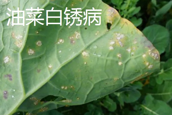 氨氯二氯吡除草剂会危害油菜吗，对白菜型和芥菜型油菜会造成药害