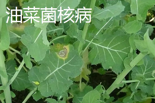 氨氯二氯吡除草剂会危害油菜吗，对白菜型和芥菜型油菜会造成药害