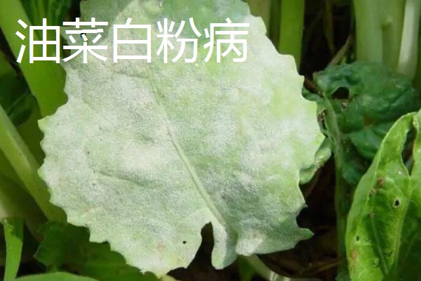 氨氯二氯吡除草剂会危害油菜吗，对白菜型和芥菜型油菜会造成药害