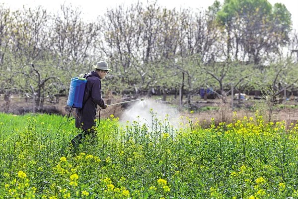 氨氯二氯吡除草剂会危害油菜吗，对白菜型和芥菜型油菜会造成药害