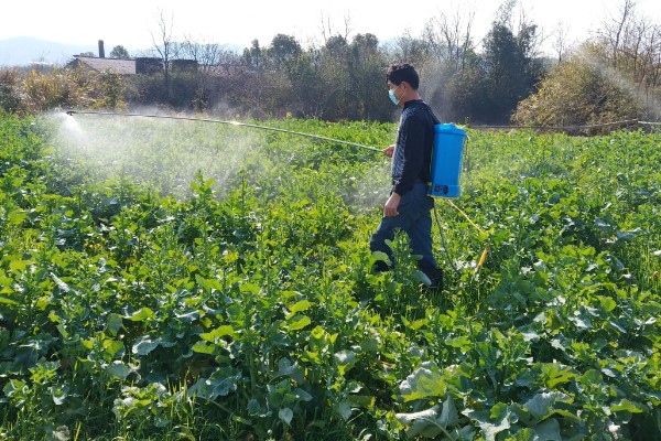 氨氯二氯吡除草剂会危害油菜吗，对白菜型和芥菜型油菜会造成药害