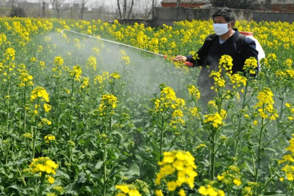 氨氯二氯吡除草剂会危害油菜吗，对白菜型和芥菜型油菜会造成药害