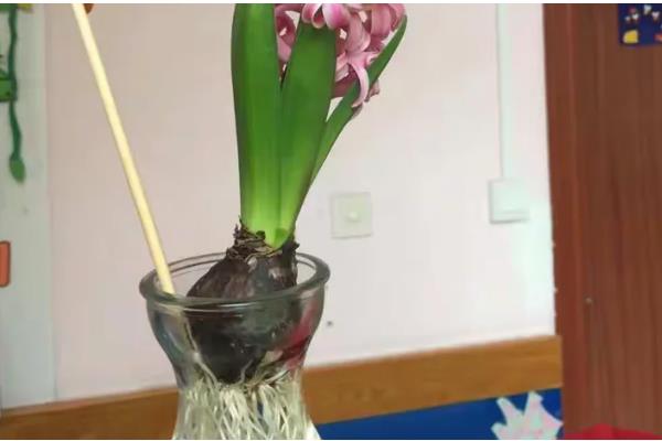 怎么水培风信子，平时放在有散射光的地方