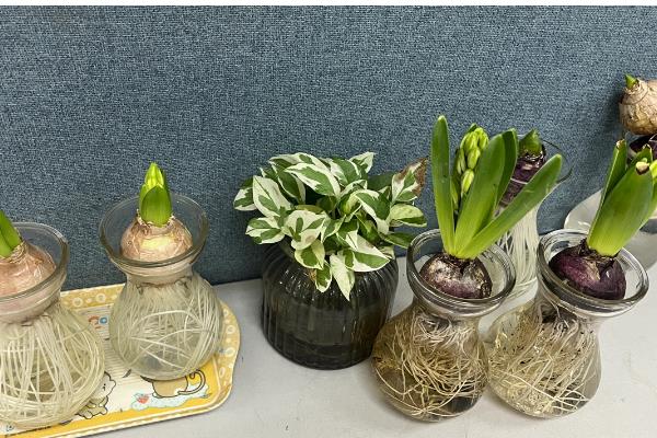 怎么水培风信子，平时放在有散射光的地方