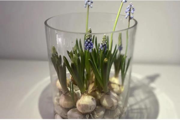 怎么水培风信子，平时放在有散射光的地方