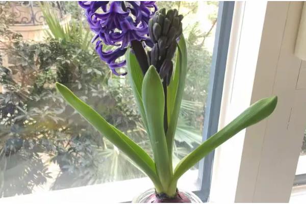 怎么水培风信子，平时放在有散射光的地方
