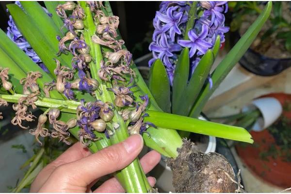 怎么水培风信子，平时放在有散射光的地方