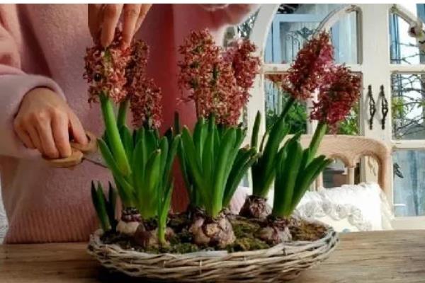 怎么水培风信子，平时放在有散射光的地方