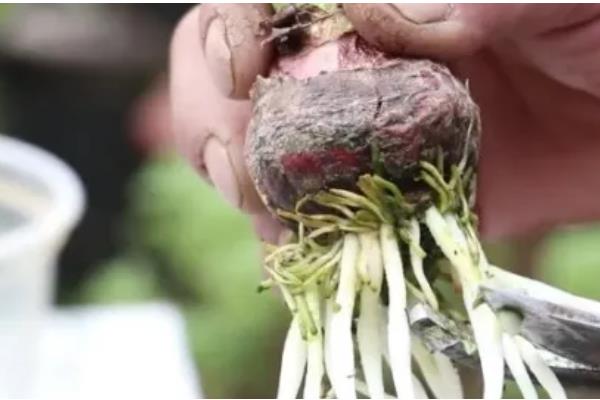 怎么水培风信子，平时放在有散射光的地方