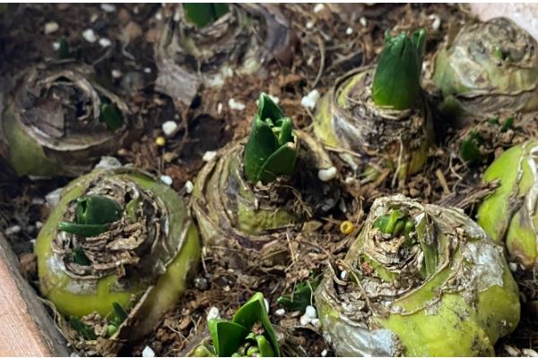 怎么水培风信子，平时放在有散射光的地方