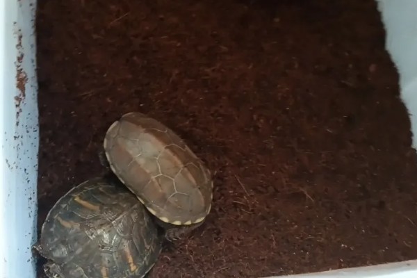 乌龟冬眠吗，大多数的乌龟都会进入冬眠