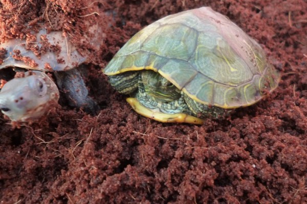 乌龟冬眠吗，大多数的乌龟都会进入冬眠