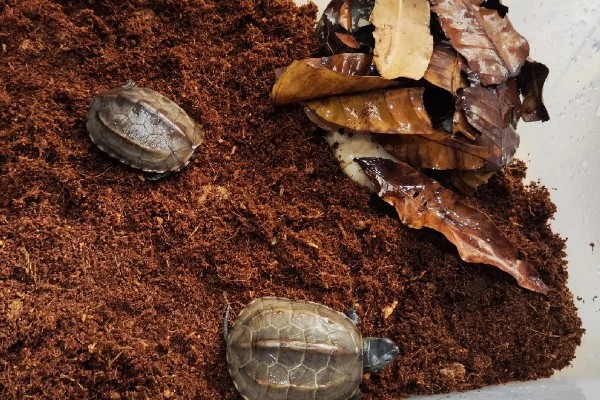 乌龟冬眠吗，大多数的乌龟都会进入冬眠