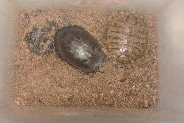 乌龟冬眠吗，大多数的乌龟都会进入冬眠