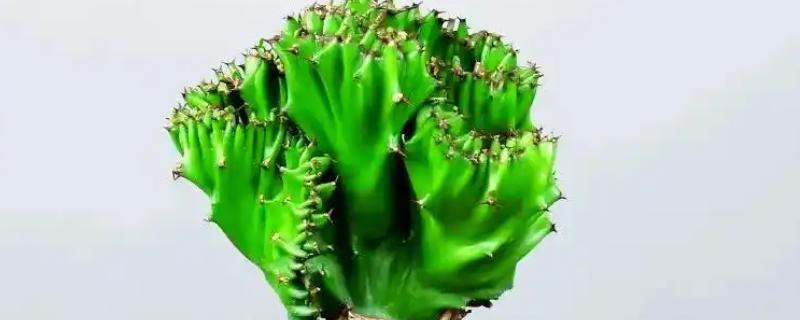 麒麟花的养殖方法，生长季节每隔半个月追肥一次