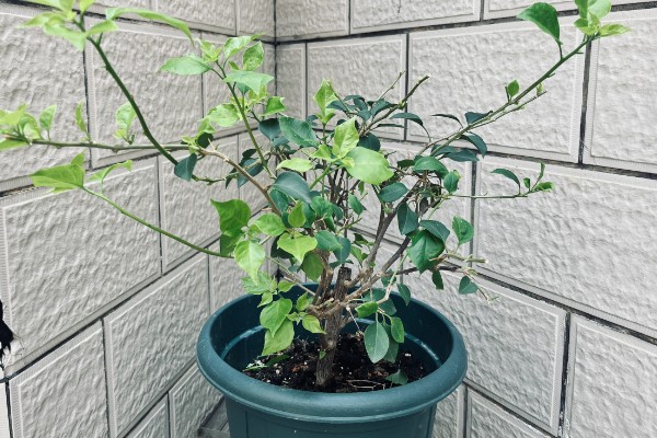 三角梅不开花的原因及解决方法,可能是花盆不当所致