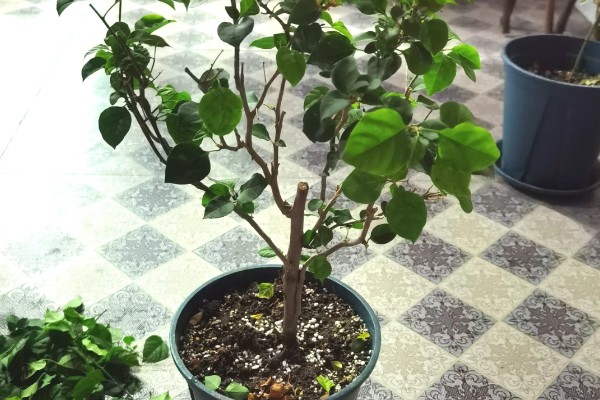 三角梅不开花的原因及解决方法,可能是花盆不当所致