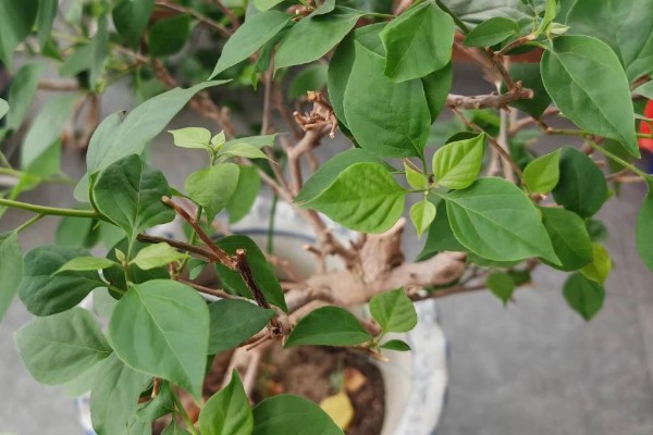 三角梅不开花的原因及解决方法,可能是花盆不当所致