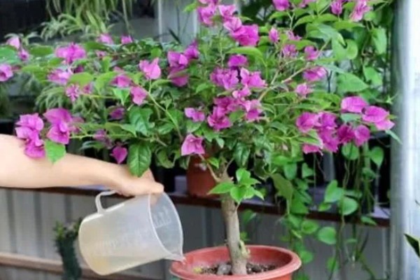 三角梅不开花的原因及解决方法,可能是花盆不当所致