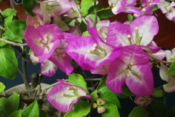 三角梅不开花的原因及解决方法,可能是花盆不当所致