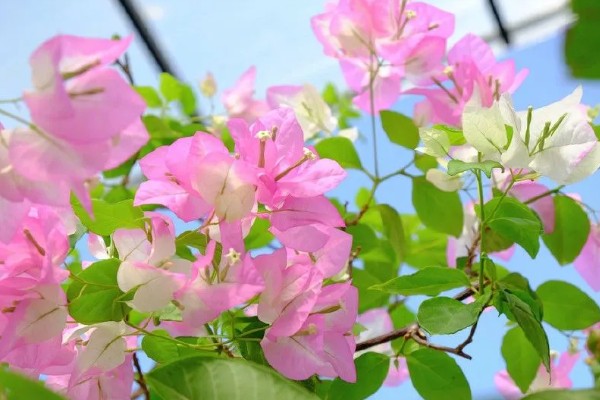 三角梅不开花的原因及解决方法,可能是花盆不当所致
