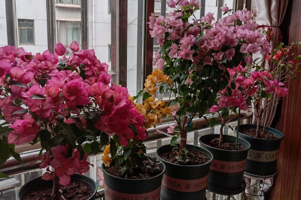三角梅不开花的原因及解决方法,可能是花盆不当所致