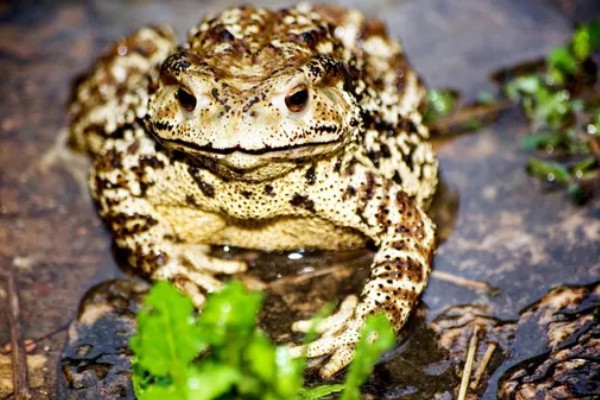 蟾蜍有没有毒，蟾蜍的皮脂腺有毒