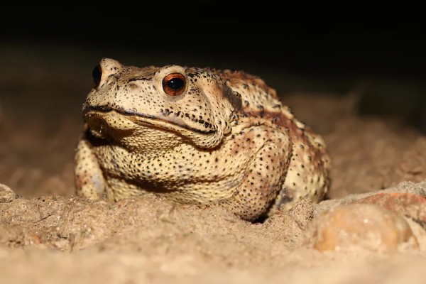 蟾蜍有没有毒，蟾蜍的皮脂腺有毒