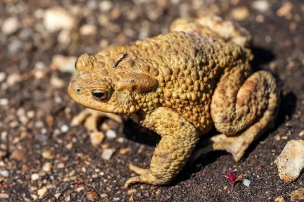 蟾蜍有没有毒，蟾蜍的皮脂腺有毒