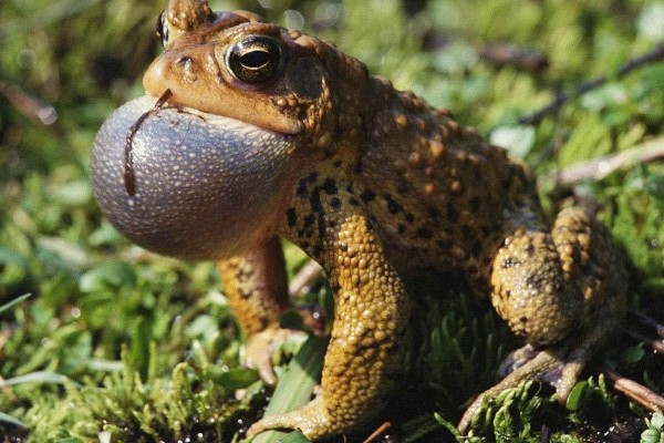 蟾蜍有没有毒，蟾蜍的皮脂腺有毒