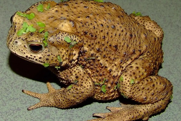 蟾蜍有没有毒，蟾蜍的皮脂腺有毒