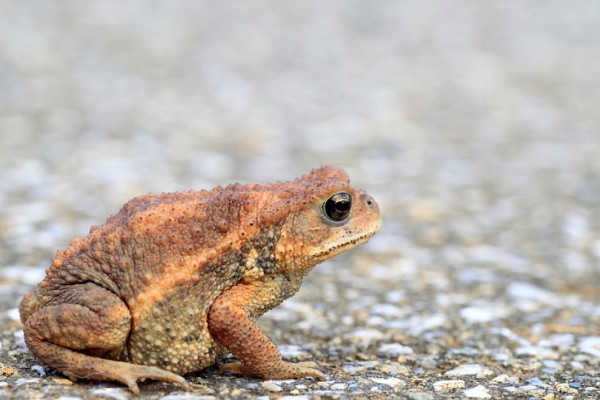 蟾蜍有没有毒，蟾蜍的皮脂腺有毒