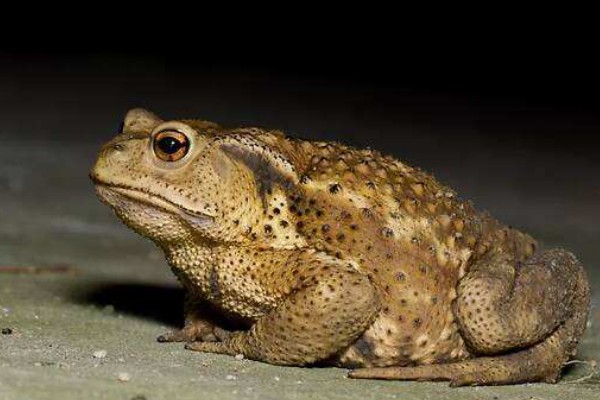 蟾蜍有没有毒，蟾蜍的皮脂腺有毒