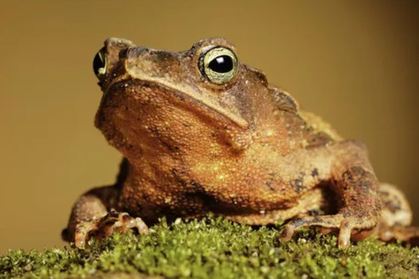 蟾蜍有没有毒，蟾蜍的皮脂腺有毒