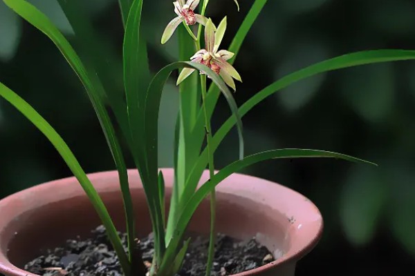 阳台怎么养殖建兰，可以选择泥盆来养殖