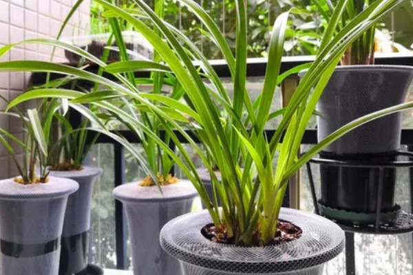 阳台怎么养殖建兰，可以选择泥盆来养殖